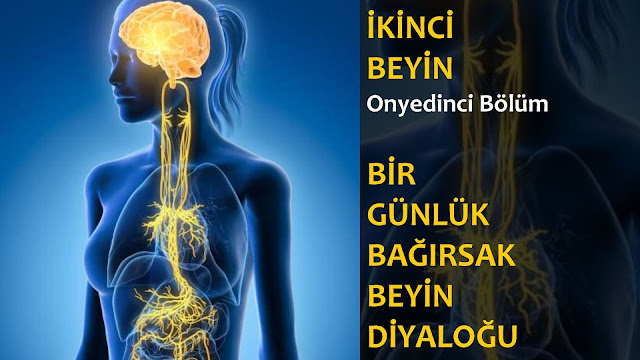 Bir Günlük Bağırsak Beyin Diyaloğu / İkinci Beyin Sesli Kitap 17