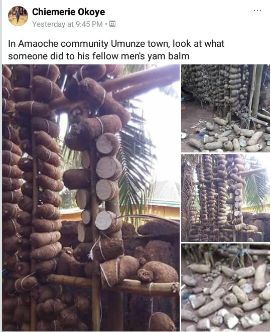  Wickedness! Unknown person destroys yams in a man