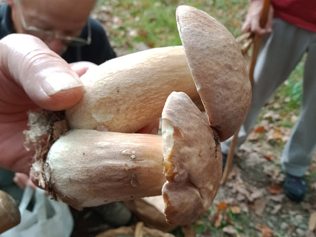 Summer Ceps Boletus reticulatus, Indre et Loire, France. Photo by Loire Valley Time Travel.