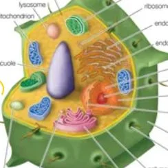 ما هي الاختلافات بين الخلايا النباتية والخلايا الحيوانية؟