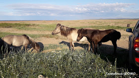 Дикая якутская лошадь достопримечательность села Кузомень
