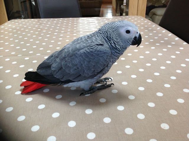 African Grey Bird