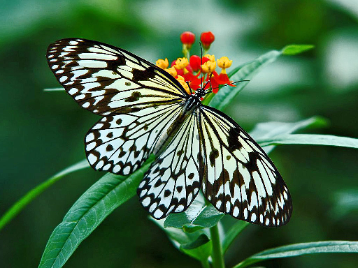Mengenal Hewan  dan Tumbuhan Nama Ilmiah Kupu  kupu 
