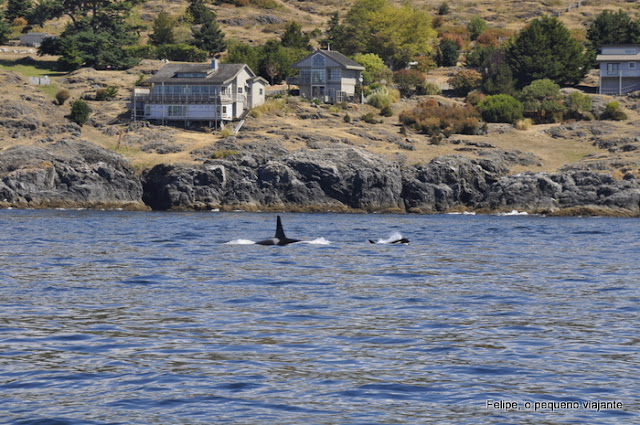 orca_spirit_adventures_orcas_victoria_canada