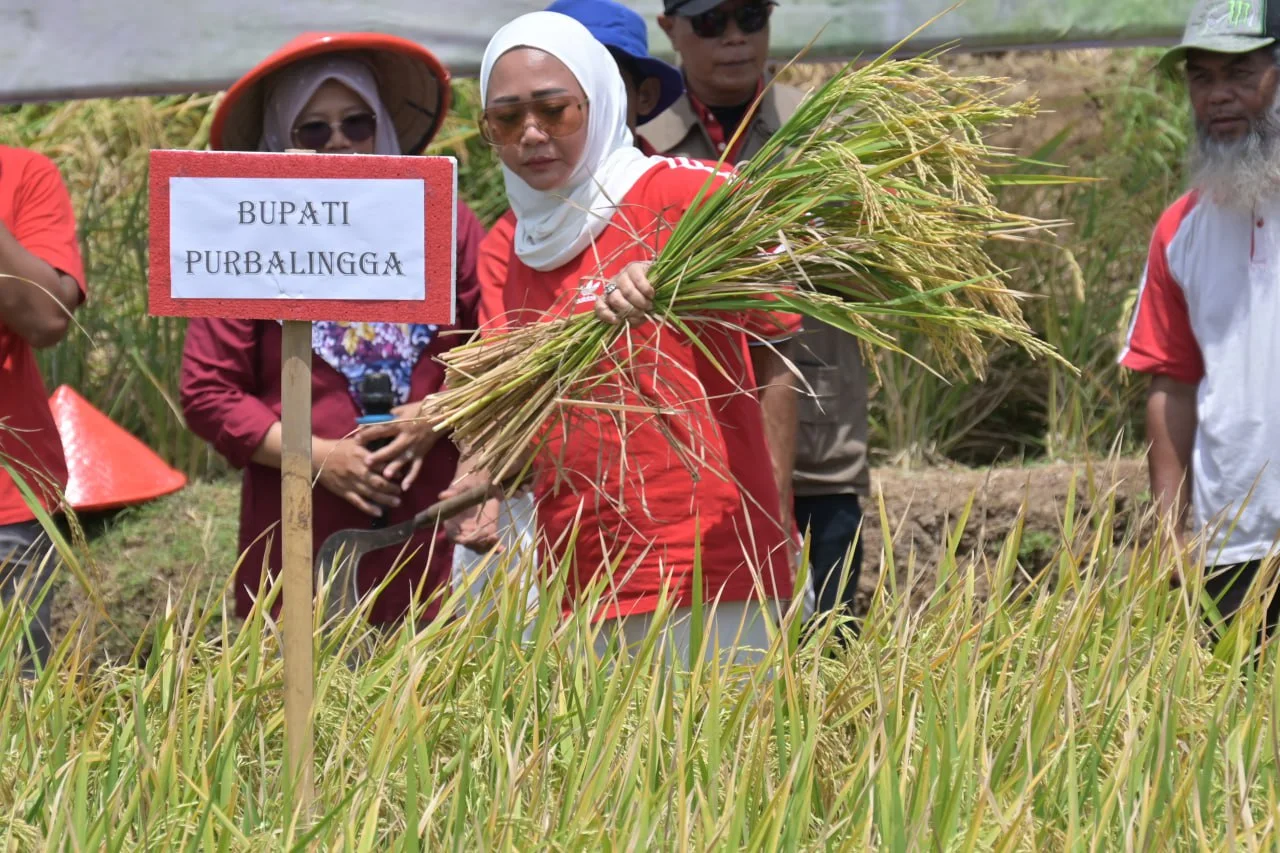 Bupati Purbalingga Hadiri FFD Panen Raya Petani Bukateja