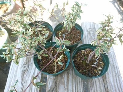 斑入りチリメンカズラ　鉢植え