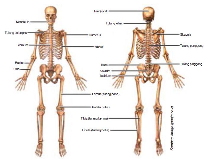 Sistem Kerangka Tubuh  Skeleton Aksial dan Apendikular 