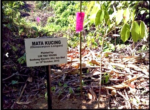 pokok mata kucing 