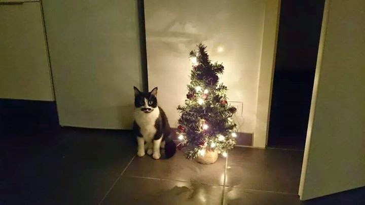 Je Dois Savoir Chat Malaises De Sapins Surveillance Rapprochee Quand Les Chats Se Preparent Pour Noel