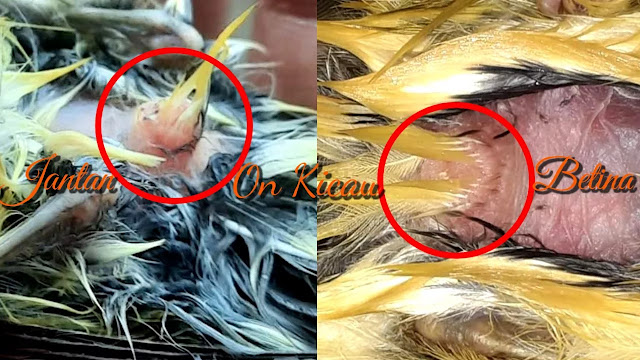 gambar vent burung opior jambul jantan dan betina