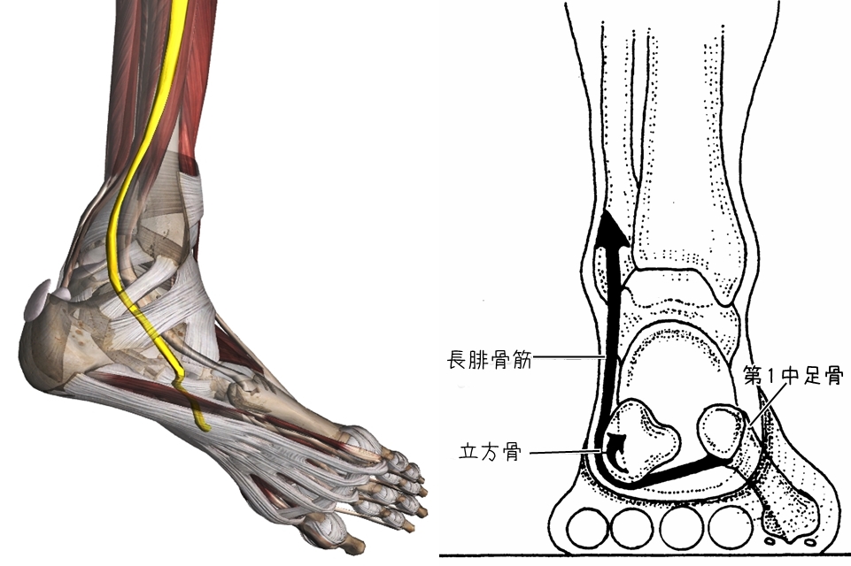 身体操作技法指導 安部塾公式ブログ 身体操作指導者 安部吉孝 横足弓と縦足弓の能動的支持構造 長腓骨筋
