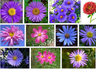 aster flower meaning and color