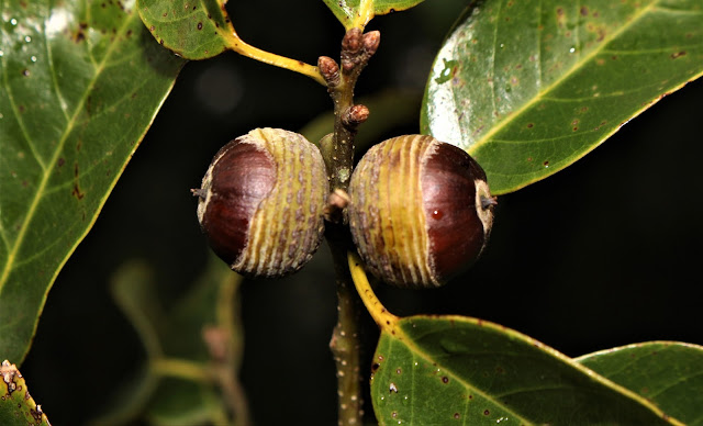 Quercus ngochoaensis