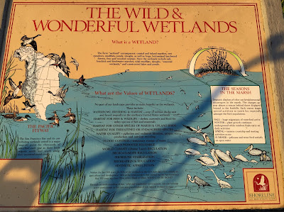 The Wild & Wonderful Wetlands