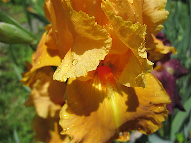 Savannah Sunset iris in Walter Klingler's garden 2016.