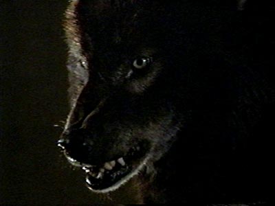 wolfen