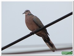 20110918_080512_002_NeiGouLi
