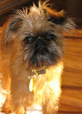 Brussels Griffon | e collars