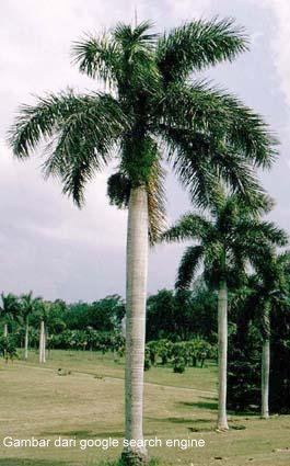 Budidaya Tanaman Hias Palem Pertanian