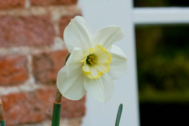 DUTCH GARDEN STORIES: Historic daffodils.