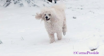 Poodle running in the snow