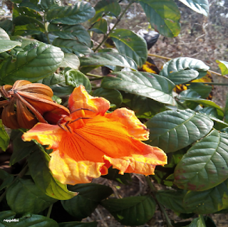 FLAME OF THE FOREST FLOWER - கிஞ்சுகம் பூ