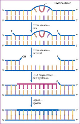  merupakan prosedur perbaikan DNA dengan karakteristik adanya eksisi basa nukleotida yang Apa itu Nucleotide Excision Repair?