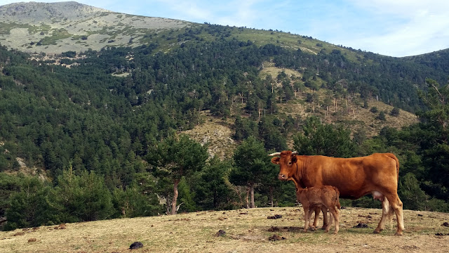 Garganta Río Moros - AlfonsoyAmigos