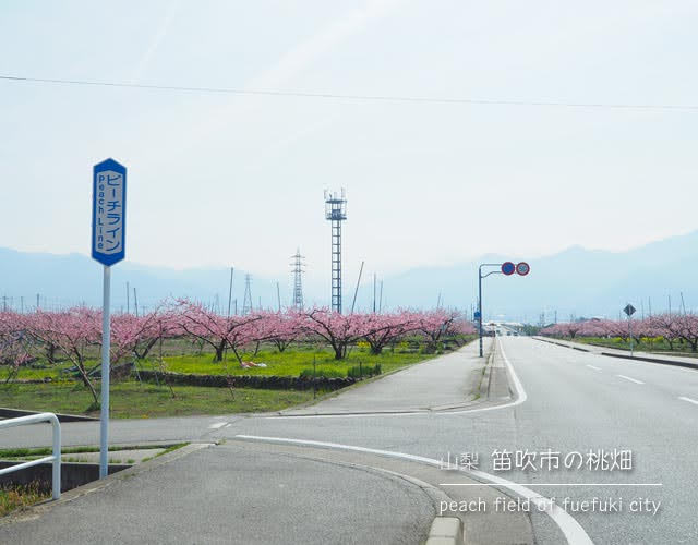 笛吹市の桃畑