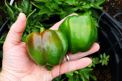 California Wonder Peppers at Alejandro Farm