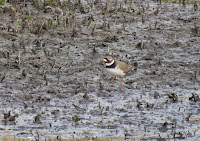 Ringed Plover