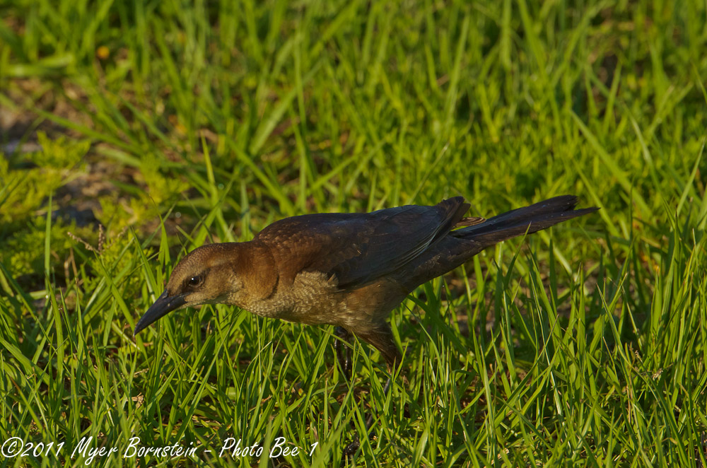 common grackle female. female common grackle. female