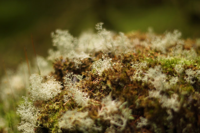 fungi on the forest floor