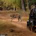 'Dia tak sedar pintu kandang masih terbuka' - Staff Taman Safari maut dibaham harimau