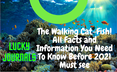 The Walking Cat-Fish! All Facts and Information You Need To Know Before 2021| Must see