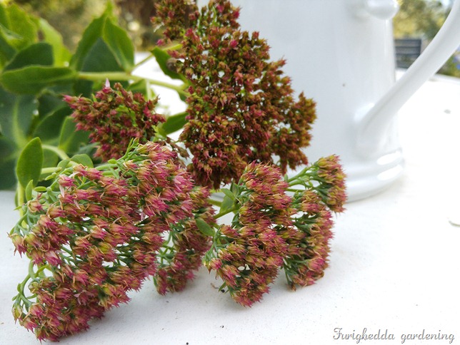 sedum iceberg
