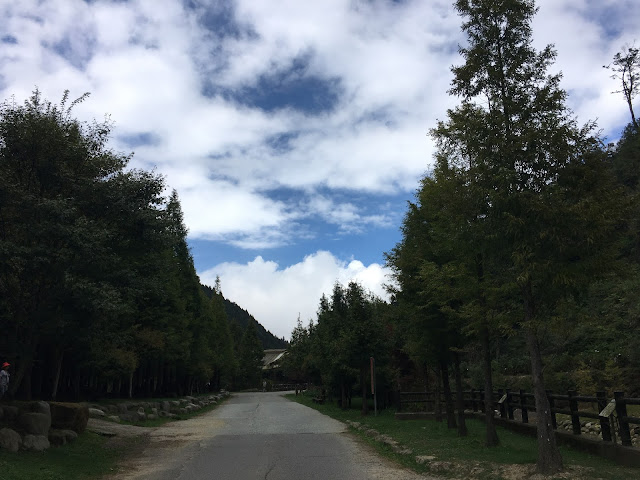 metasequoia forest in ShanLinXi National Forest Recreation Area, Nantou, Taiwan