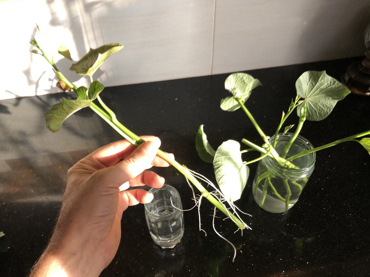 Check the cuttings regularly for signs of root growth. Look for white, healthy roots emerging from the leaf nodes.