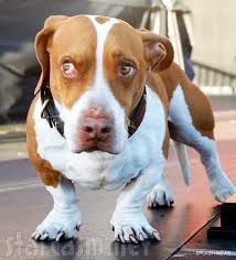 contestant of world's ugliest dog competiton