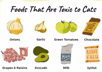 Human Foods Which Are Poisonous to Cats