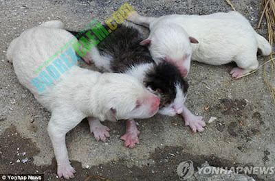 Foto: Heboh Anjing Melahirkan Kucing Di Korsel [ www.BlogApaAja.com ]