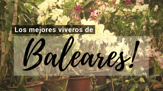 Comprar Plantas Online en Baleares