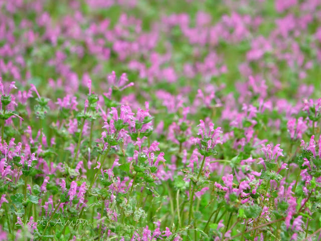 Lamium amplexicaule