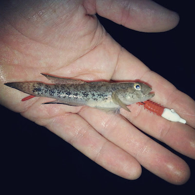 Poisson de mediterrannée pêché avec tête ploblée et leurre souple power isome