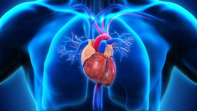 ह्रदय या दिल की संरचना व उनके कार्य भाग की वर्णन.