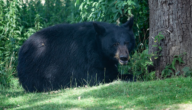 North American black bear Facts and Information