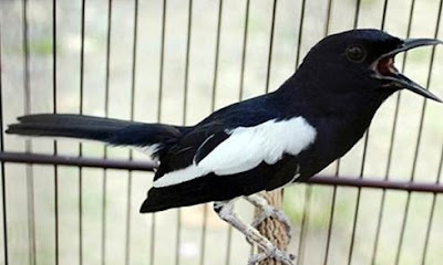 2 Tips And How To Make The Bird Kacer Ngeriwik Could Be Most Accurate