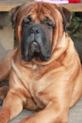 Bull Mastiff