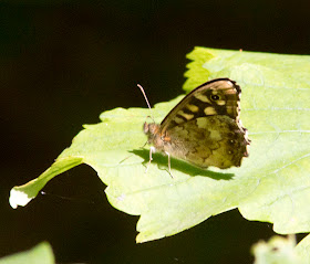 Specked Wood butterfly, Pararge aegeria, in a glade in High Elms Country Park, 15 July 2011.