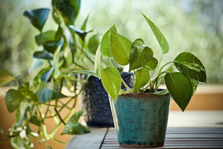 Tricks-and-tips-for-growing-healthy-and-happy-Money-Plant-(Golden Pothos)